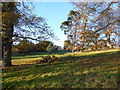 Shrubland Hall through the trees