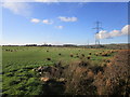 Grassland and pylons near Waterbeck