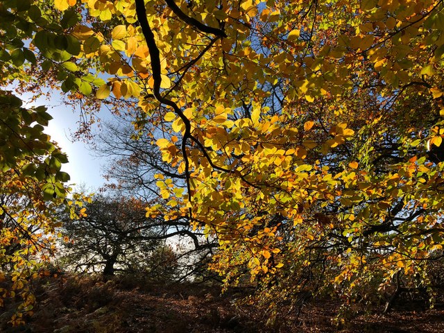 Beech woodland at RSPB The Lodge