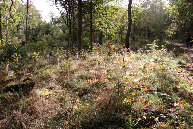 New planting in Swithland Wood