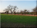 Trees along a field boundary, south of Oak Hill