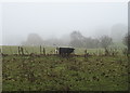 Hillside grazing off Pool Bank New Road