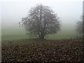 Tree in pasture near Moorlands Farm