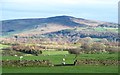 Sheep pastures above Addingham