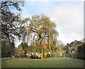 Willow Tree, East Burnham Lane