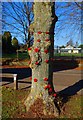 Tree decorated with poppies in The Leys recreation park, Witney, Oxon