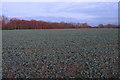 Woodland by the quarrying works