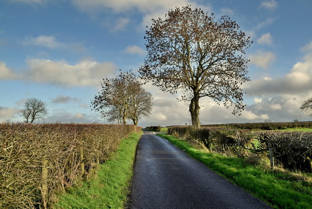 Trees along Roeglen Road