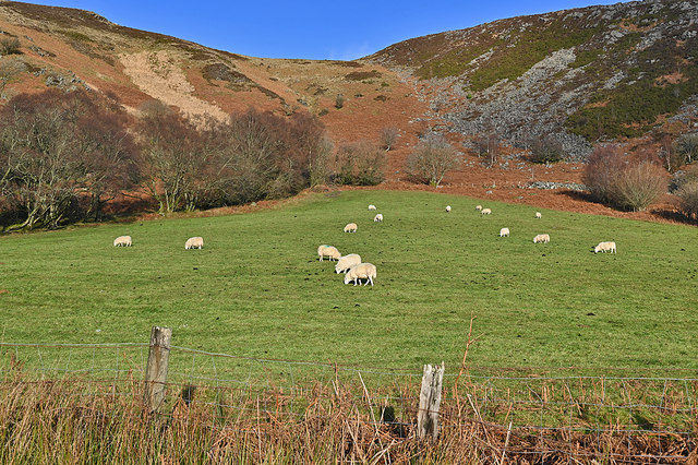 Field and sheep, Claerwen valley