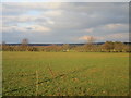 Grass field and hedge with gaps