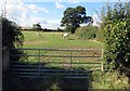 Entrance to field with cattle in it