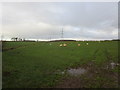 Sheep and a power line