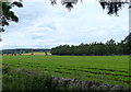 Morendy Wood in Fife