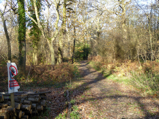 In Stour Wood