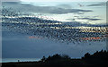 A starling murmuration at Prestwick