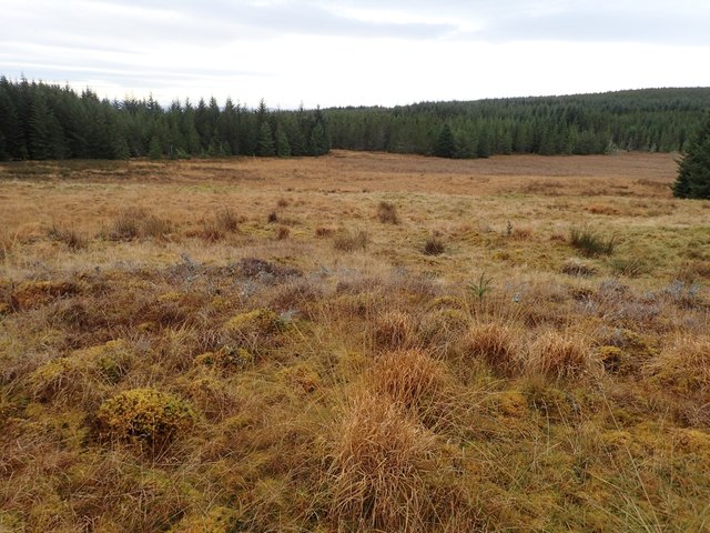 Area of Old Shielings in Dalchork Wood