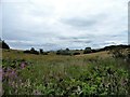 View over Kyo Bogs