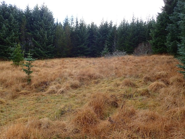 Edge of Forest Above Track to Dalnessie
