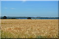 Ripening barley