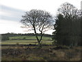 Farmland at Backmoor Wood