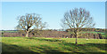 Two trees in field