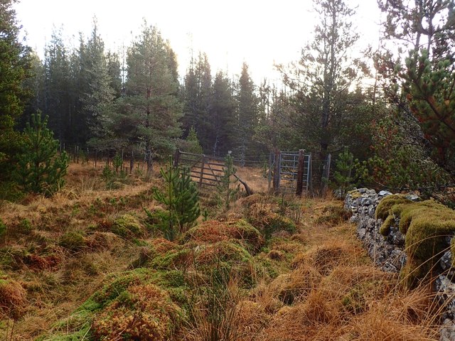 Gate in Deer Fence