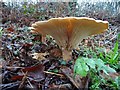 SO7744 : Fungi  beside Wells Road by Philip Halling