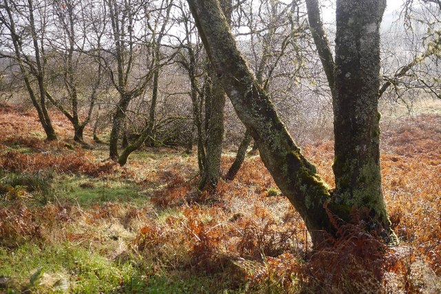 Birches, Loch Ard Forest
