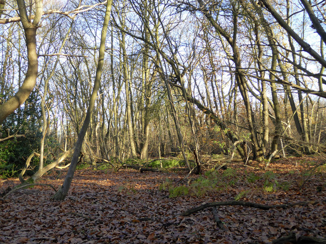 In Stour Wood