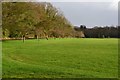 Avenue of trees lining the drive to West Stoke Farm