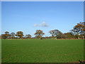 TM1526 : Field north of Wolves Hall Lane by Robin Webster