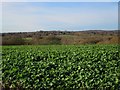 Crop field by Conghurst Lane