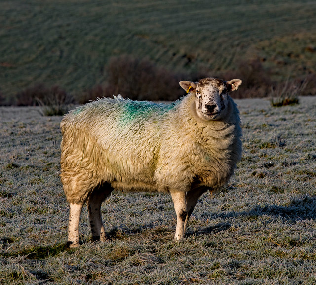 A sheep outstanding in its own field - December 2018