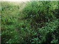 Wild plants by Fragbarrow Lane, Burgess Hill