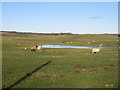 Sheep pasture near Oldmill