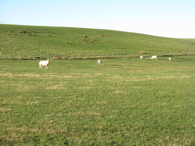 Sheep pasture at Oldmill
