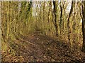 Pinxton Canal Footpath near Pye Bridge