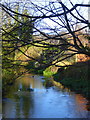 Winter trees over the River Dour, Dover