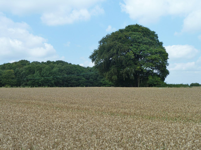 Tree in wheat field