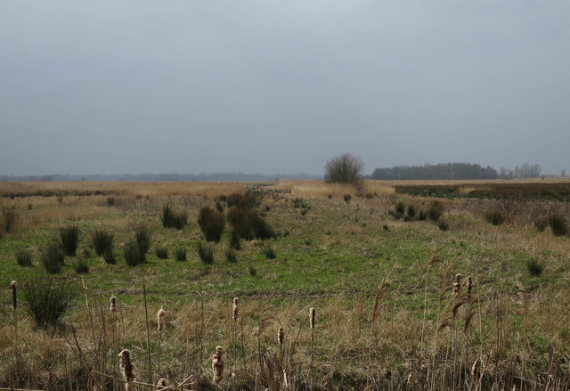 New reedbed on Share Marsh