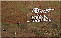 NT2724 : Moving sheep at Ward Law by Walter Baxter