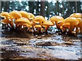TL8193 : Woodland Fungi by David Pashley