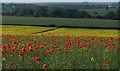 Poppies and Oilseed Rape