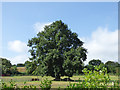 Solitary tree, Tregrehan Mills