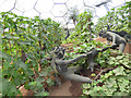 SX0554 : Eden Project - Mediterranean biome with bacchanalia by Stephen Craven