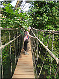 SX0455 : Eden Project - tree canopy walkway by Stephen Craven