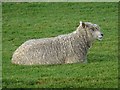 Cotswold Lion Sheep