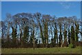 SK5590 : Stand of trees south of Sandbeck Lodge by Neil Theasby