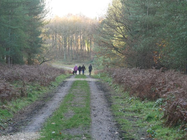 Dog walkers on forest road 166