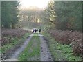 TL7998 : Dog walkers on forest road 166 by David Pashley